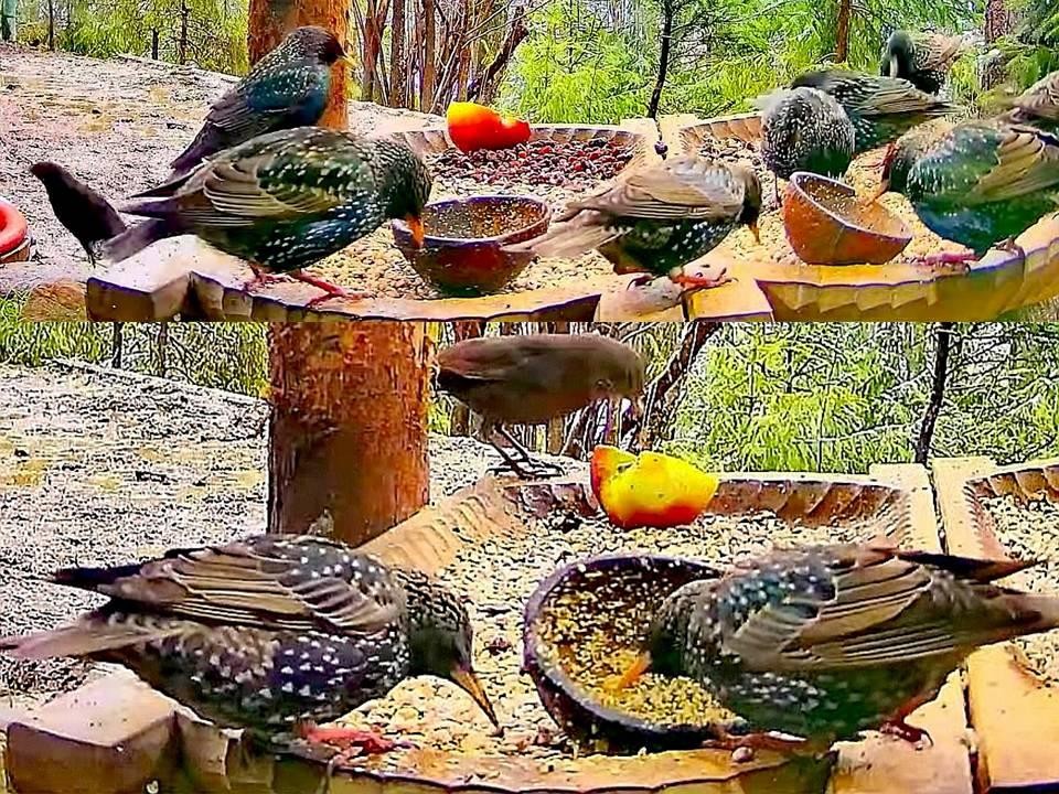 livebirdspoland_ea5bad599286ed4c8ab8a180c581969d.jpg