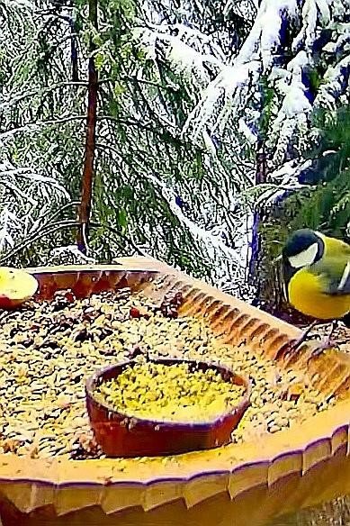 livebirdspoland_a0daec1b71cfd02e3a7eaec225180fc3.jpg