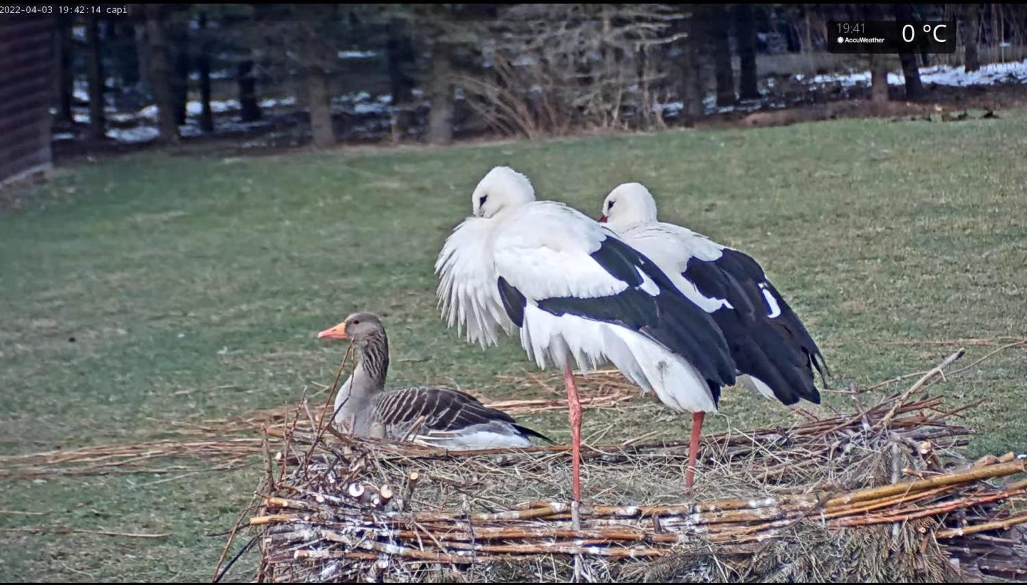 livebirdspoland_732d1267220d4d1dd85590ae735e10b7.jpg