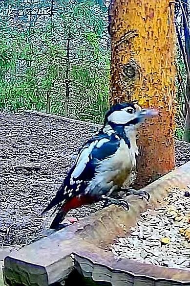 livebirdspoland_fc7bf99afd296f47126e8c0e5d0787bd.jpg