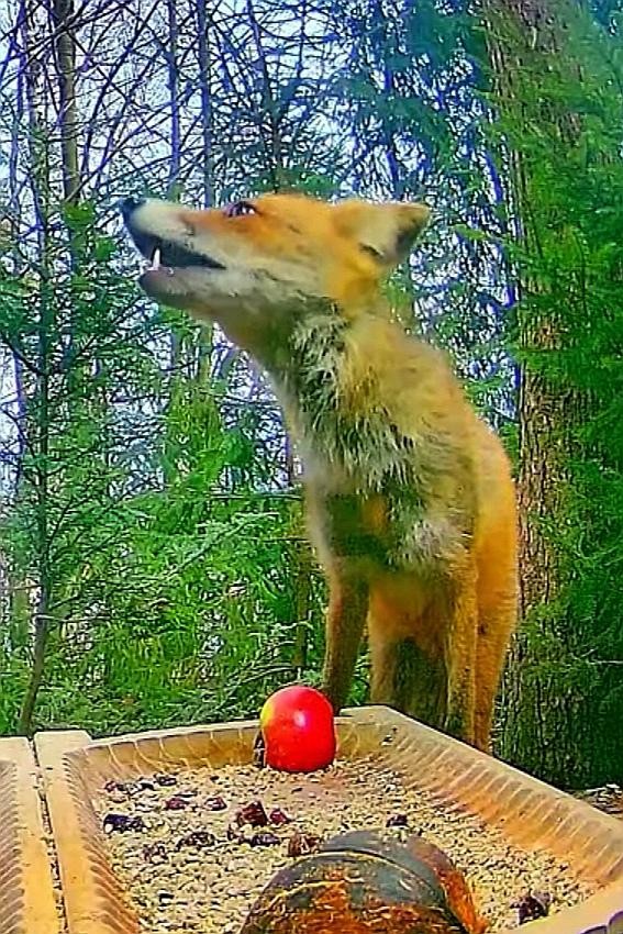 livebirdspoland_15c7095438f510332e21394f6ab4e213.jpg