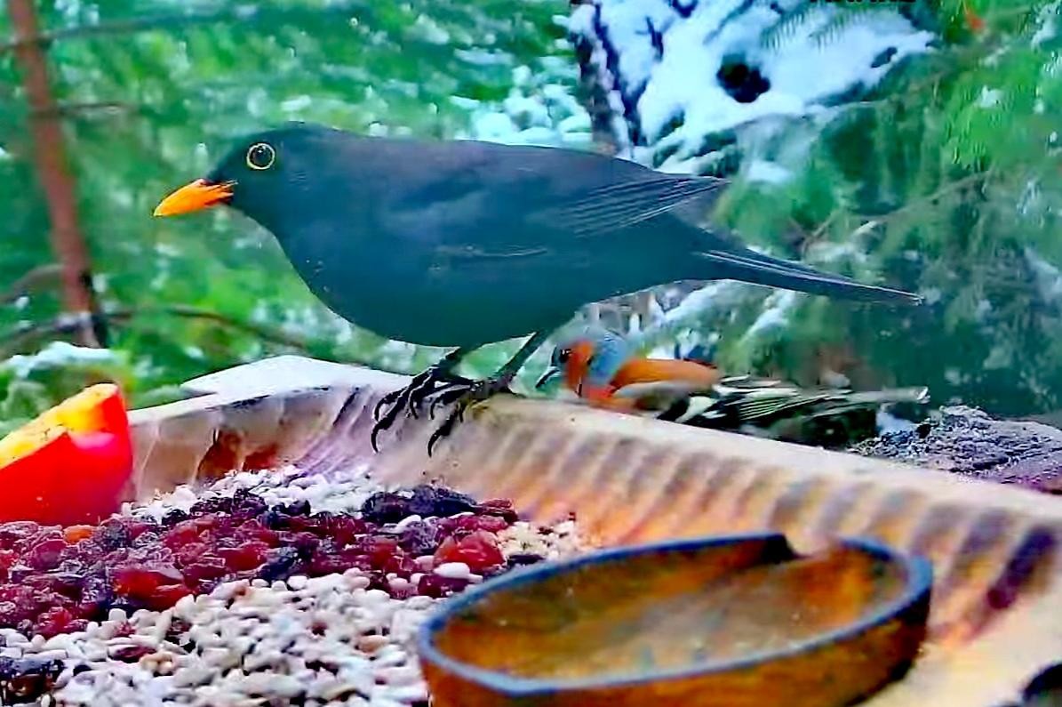 livebirdspoland_62dfbc199ff66770d279cf8dbbb60496.jpg