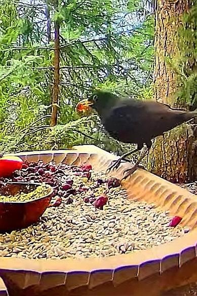livebirdspoland_86e1b6152eaab8fd92339b2238279f5b.jpg