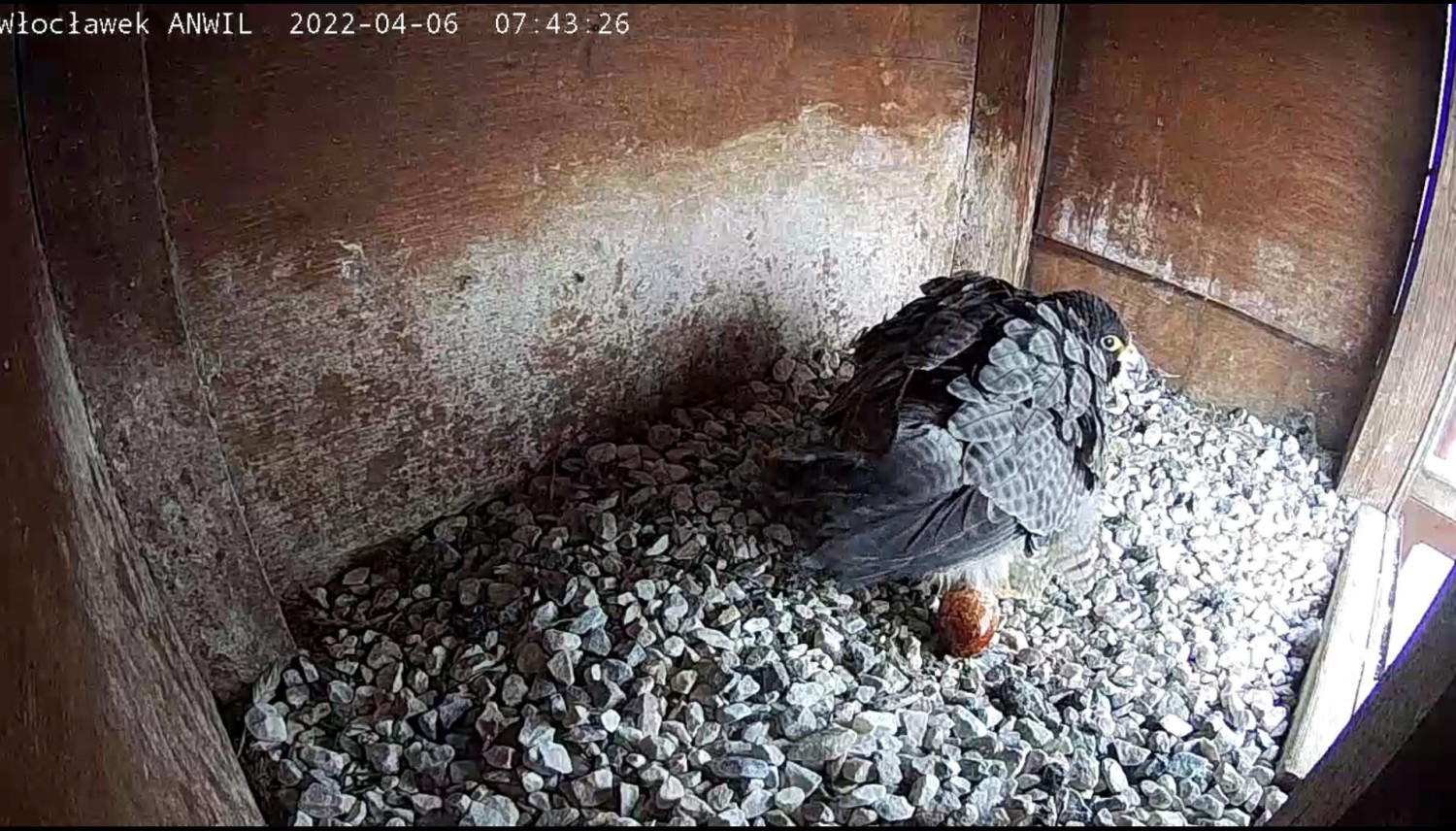 livebirdspoland_2ef4bd462d5159ef70d72c655163d2ee.jpg