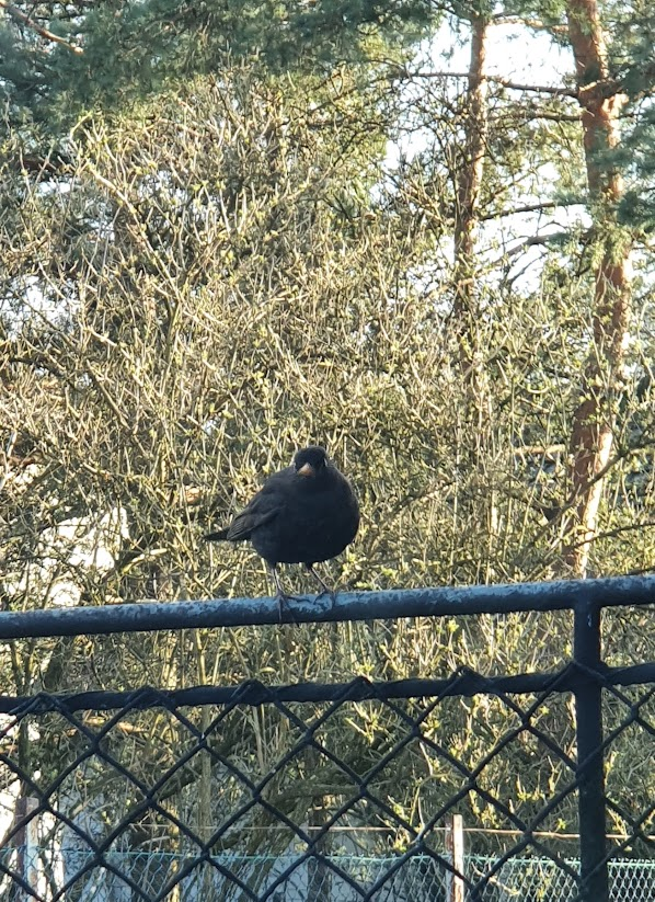 livebirdspoland_7d88f2289f90b7a63d7431a93636b53b.png