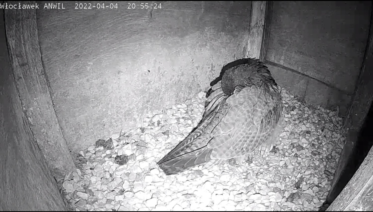 livebirdspoland_8db83137d4e7a601832d66c9190bf569.jpg