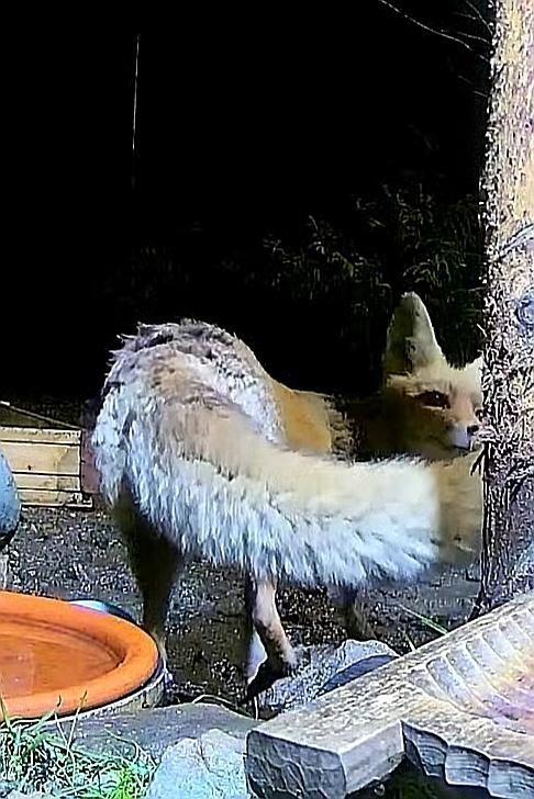 livebirdspoland_6889f25d9704d5f5810406cf4e1d66e0.jpg