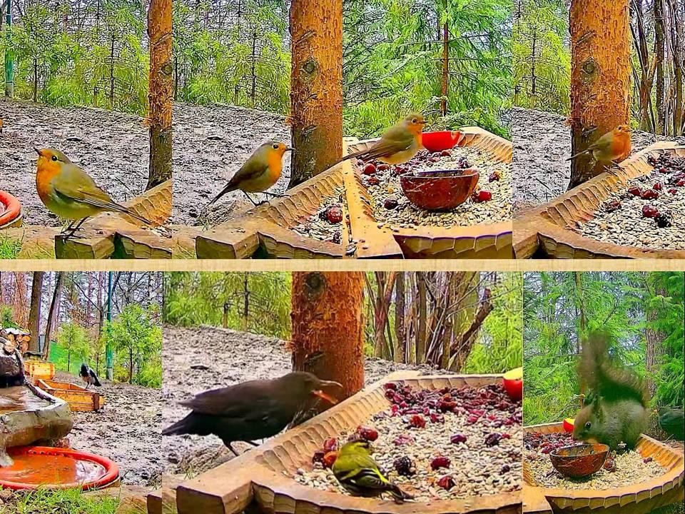 livebirdspoland_1d0352677e912a9e7881d1be9437c87b.jpg