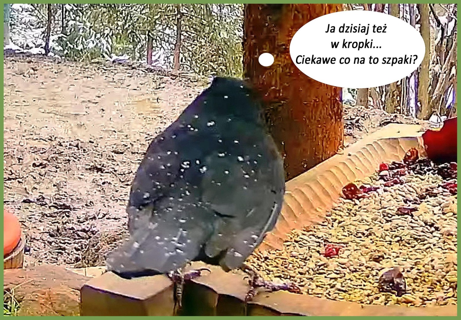 livebirdspoland_82ecdee8a50964dc320cfed912c14f0e.jpg