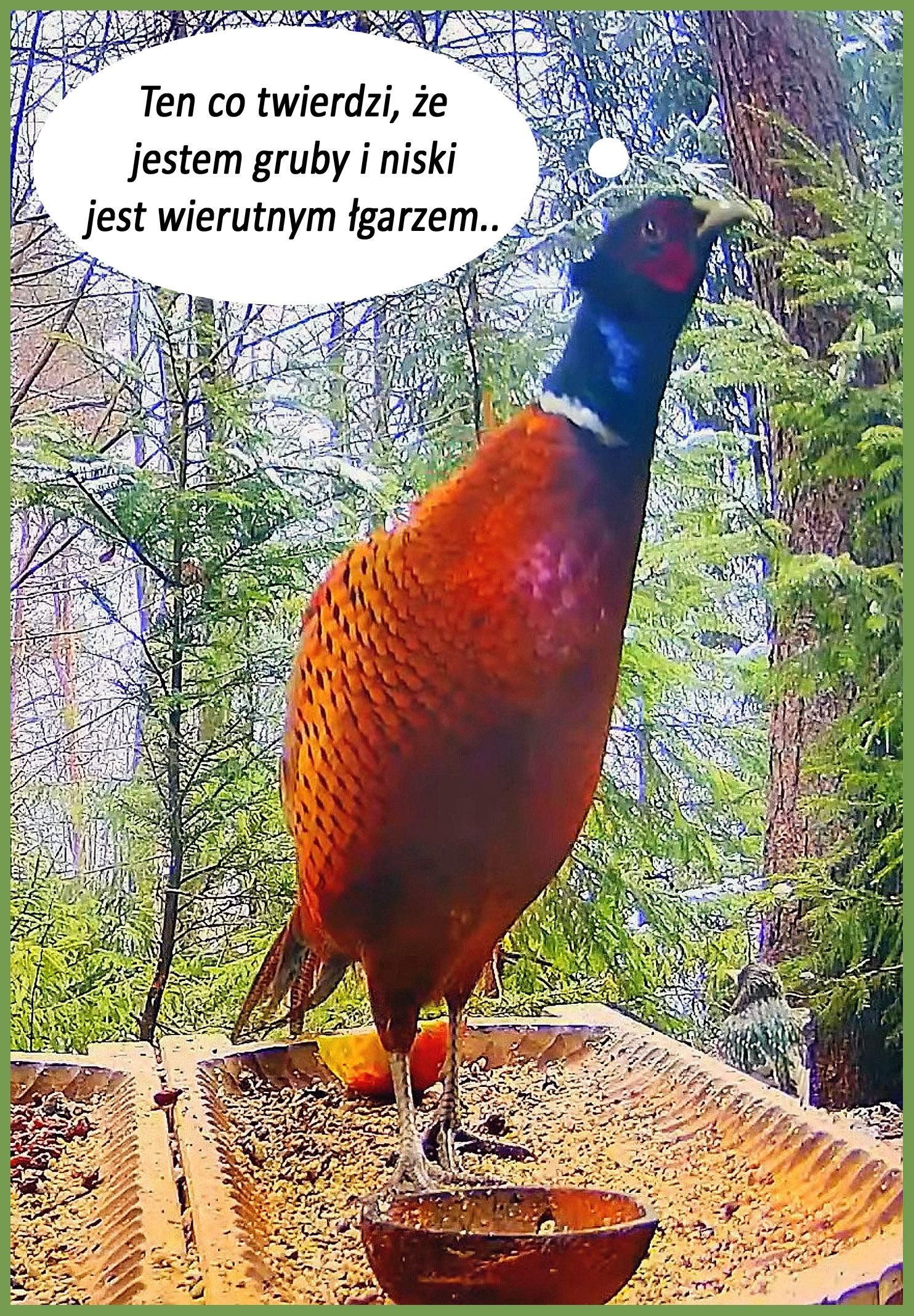 livebirdspoland_0e2550eb0ad823f765657c22344c7f35.jpg