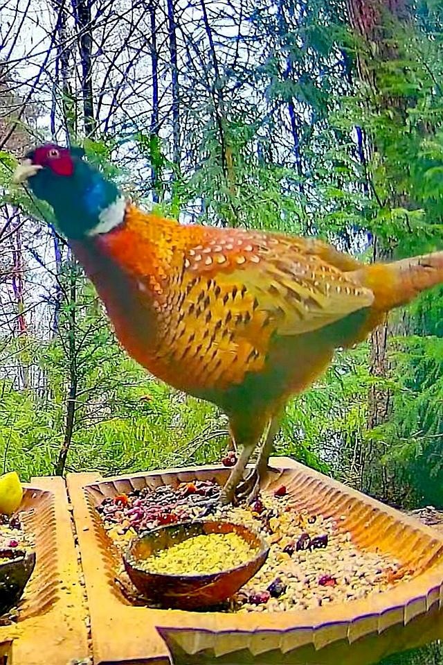 livebirdspoland_2b19ec60cffe3214d33f33bd9ca0595c.jpg