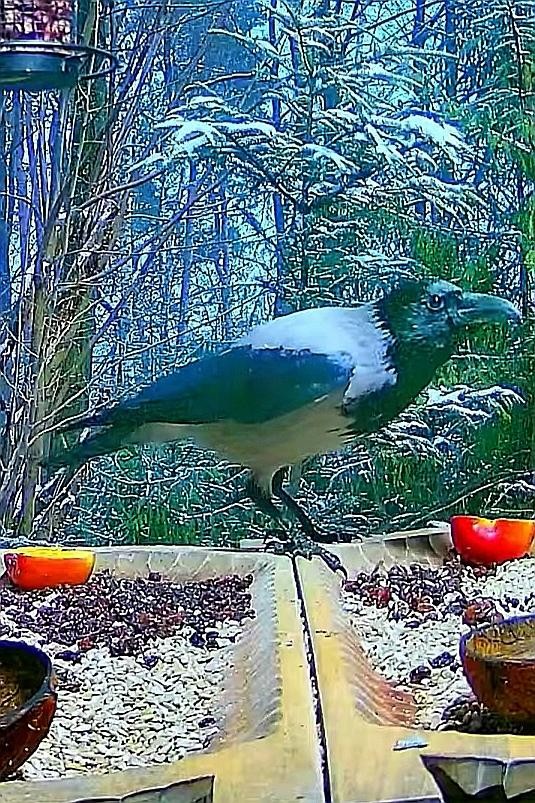 livebirdspoland_bdc66ffe5d1cdab18f9cec06a1664004.jpg