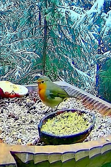 livebirdspoland_d4bbe1217ef3e75c0d0c1503d4a20f03.jpg