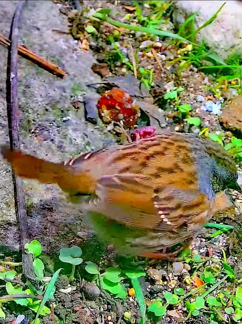 livebirdspoland_0971cce7fc550f3f87e61f03584bf0a8.jpg