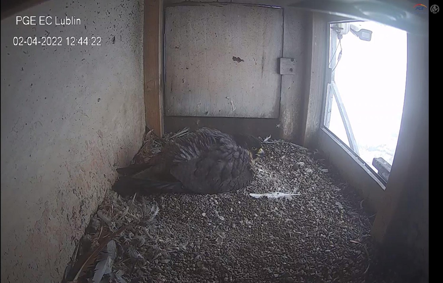 livebirdspoland_161bb227ed3614bd0477cf998ca003c2.jpg