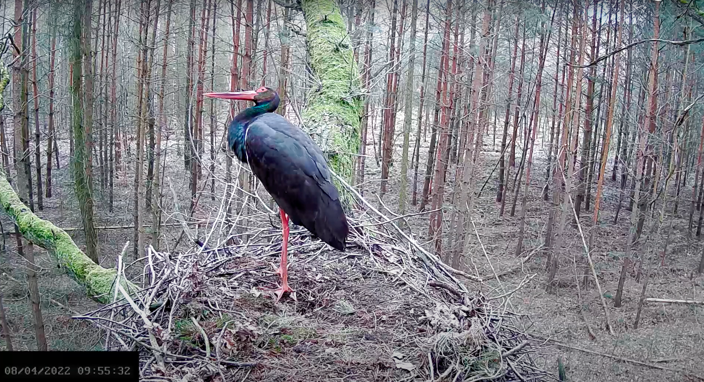 livebirdspoland_96c784b139b7e84e982fe26a3292508e.png