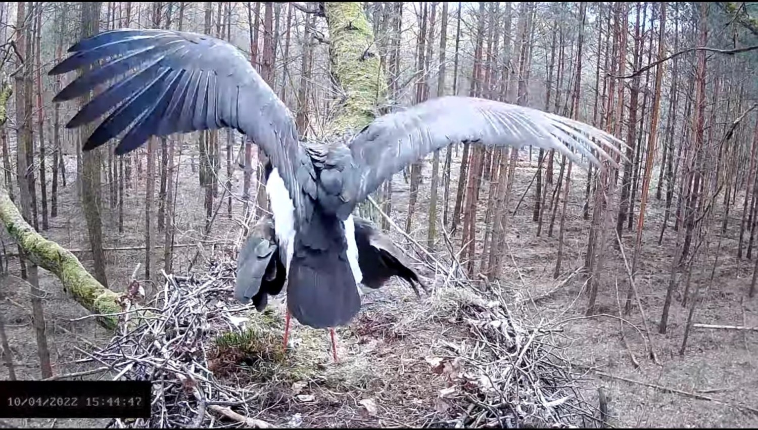 livebirdspoland_c64c6e6b98df5aedcfdf9c5e08b0e9d9.jpg
