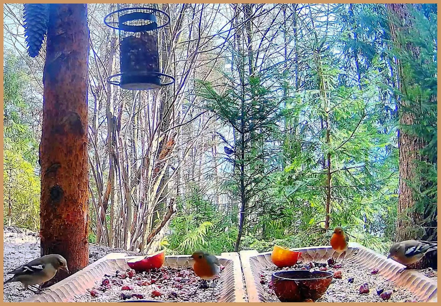 livebirdspoland_d8a8b8466340de74dde3369260242775.jpg