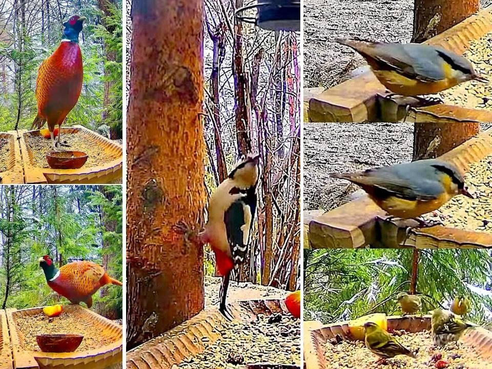 livebirdspoland_51cf765d6d53e61d5405e7d32d4f8cce.jpg