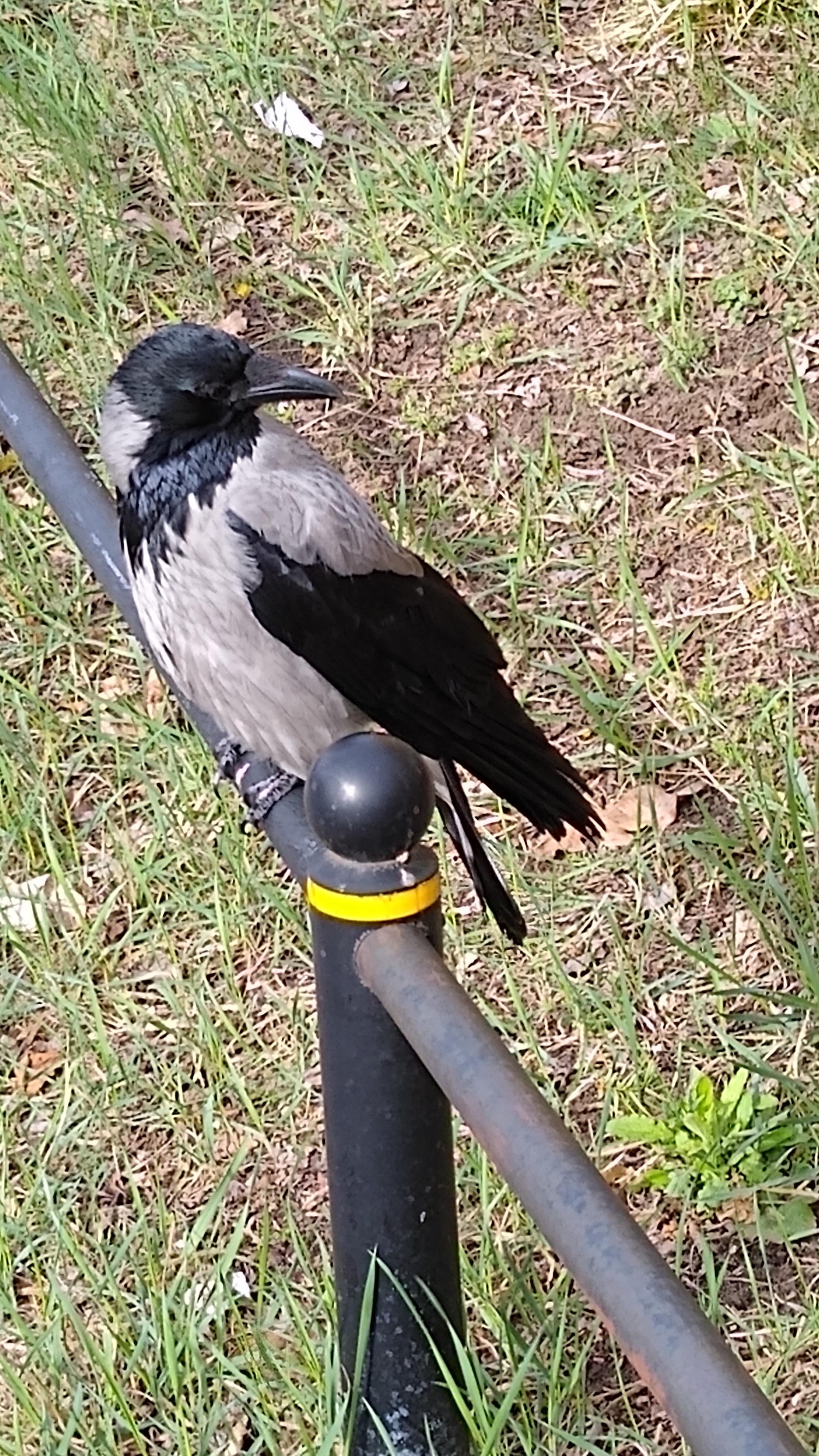 livebirdspoland_8516618859834d00b77d0feb3c2635ae.jpg