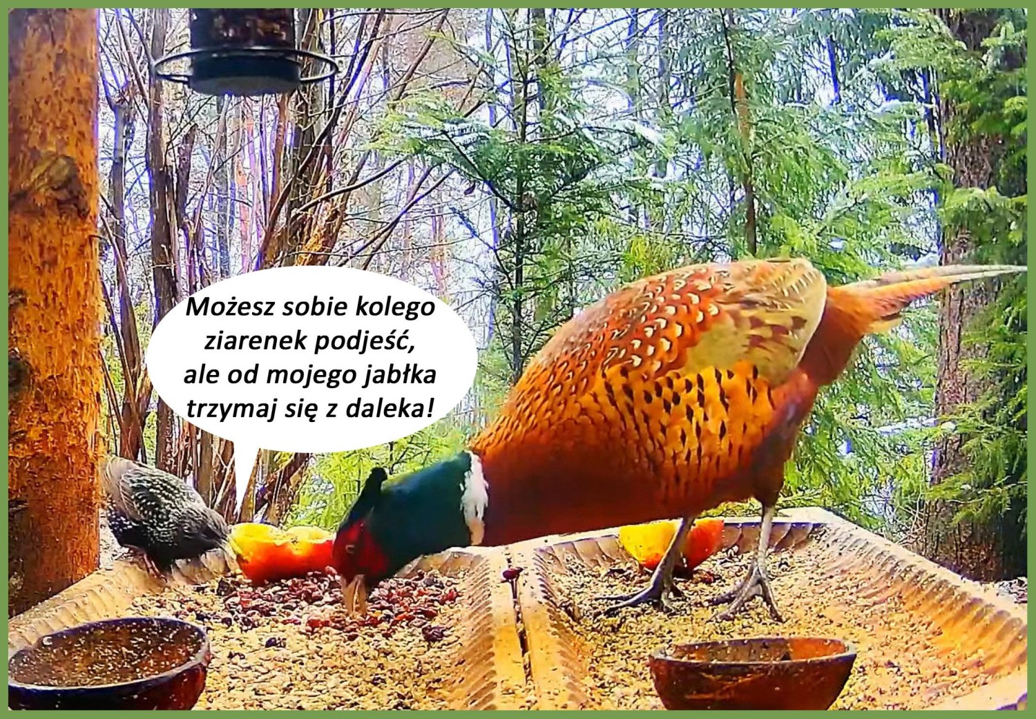 livebirdspoland_86fbddbd8081990cbacfcb853e2acb69.jpg