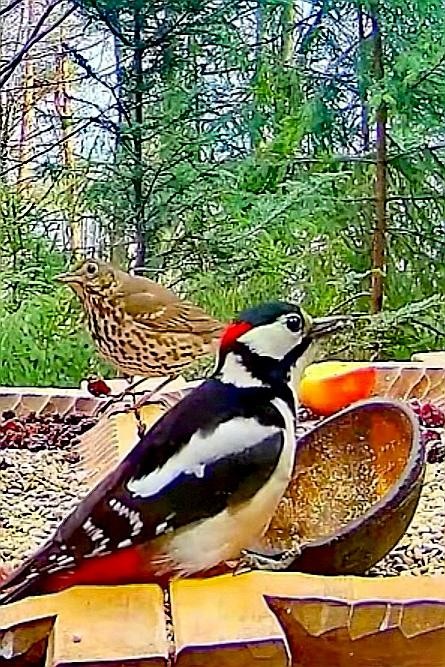 livebirdspoland_f65e19ef4f8414c4d26509df08333508.jpg