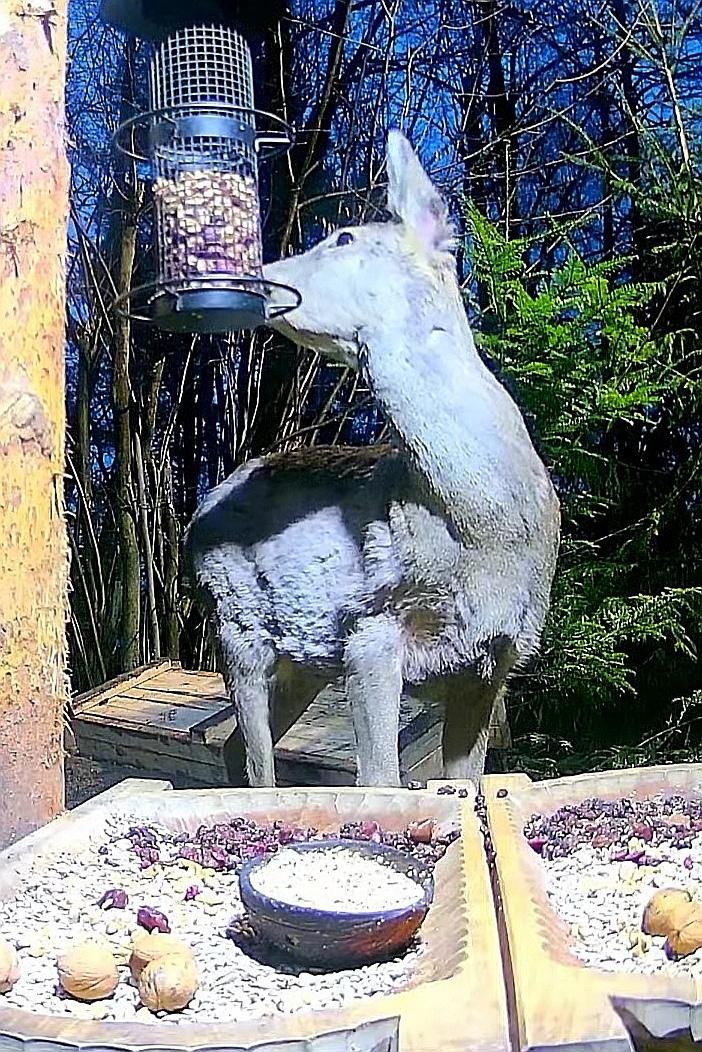 livebirdspoland_cdcf4f2d5aa611cc8979e7ba97b7d7de.jpg