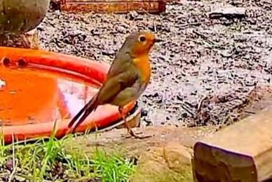 livebirdspoland_c0c6f915bfda9a47190b000ee1e118fe.jpg
