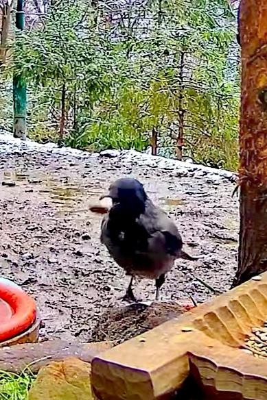 livebirdspoland_002d4fb9357c9f1954b6d8678b252b08.jpg