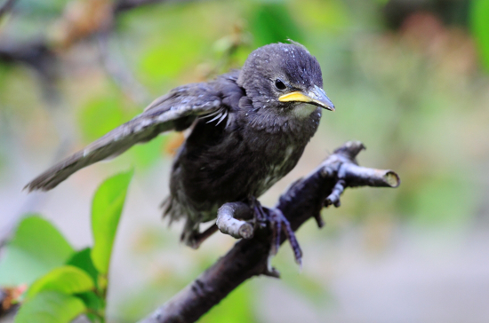 livebirdspoland_89897c78e58c4bfe8b69466a3e6fa0ca.png