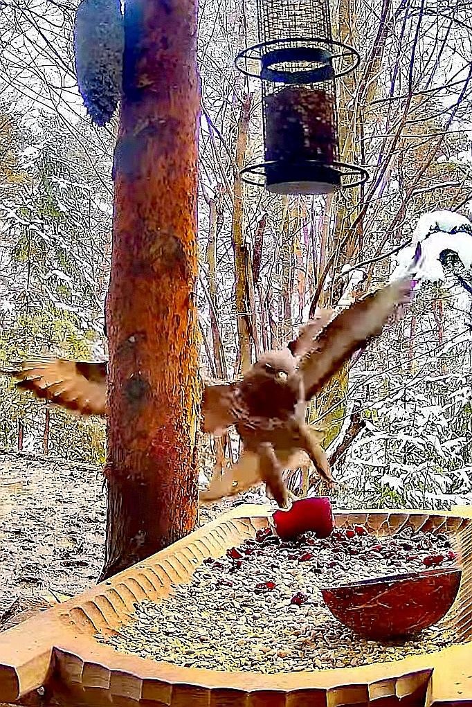 livebirdspoland_9a4f77b98b883d79e8cf0c44bf1de5ae.jpg