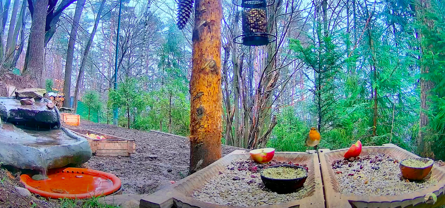 livebirdspoland_3602dcdde53c381f7046729dfc2b7c72.png