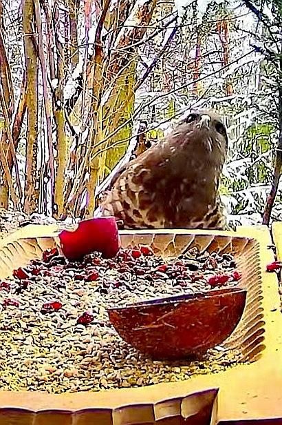 livebirdspoland_93ae3f4d2a9cb750c88d0ba5fe35218d.jpg