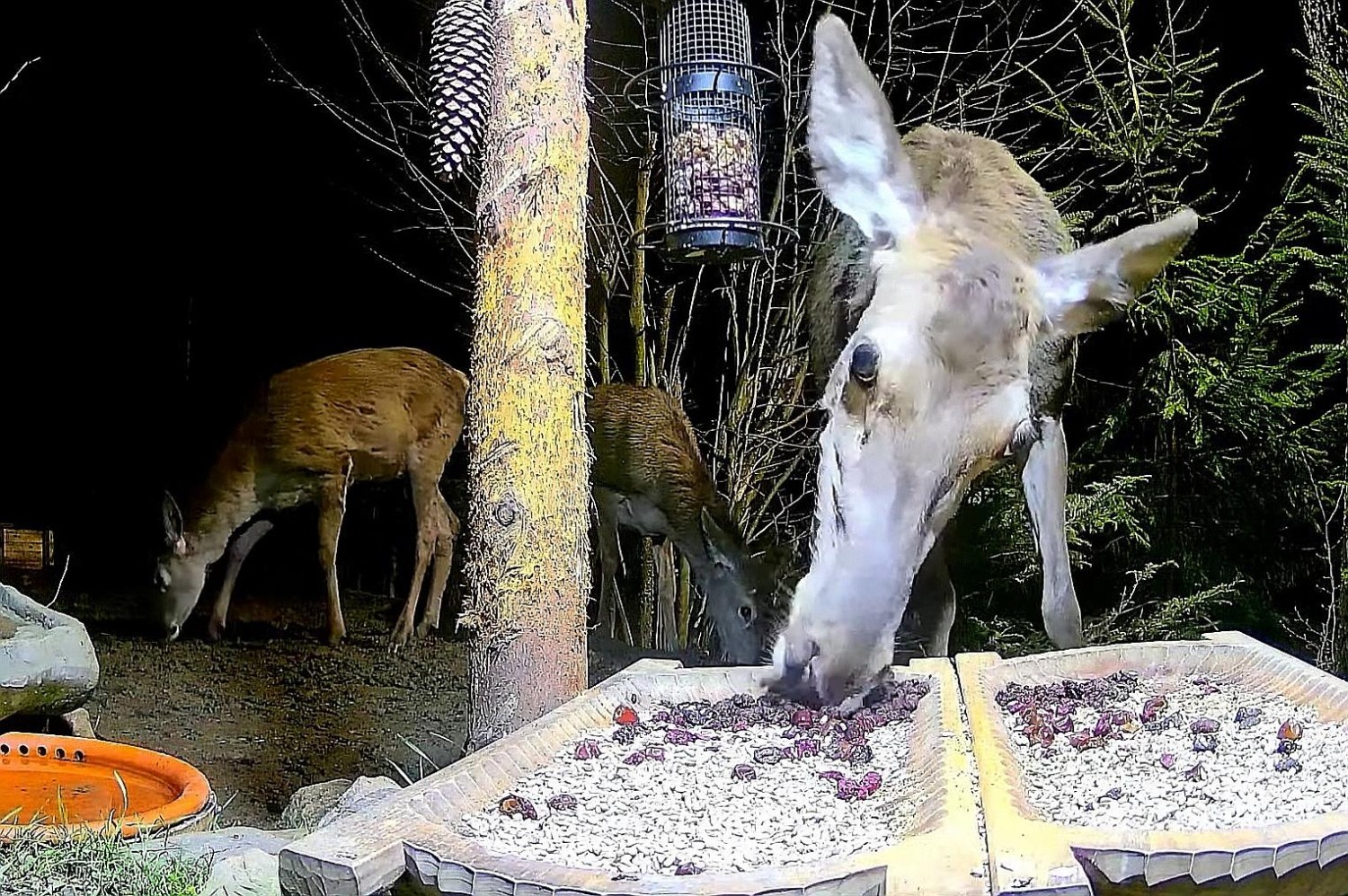 livebirdspoland_f8a636b1468c314d6f74cf73500886b7.jpg