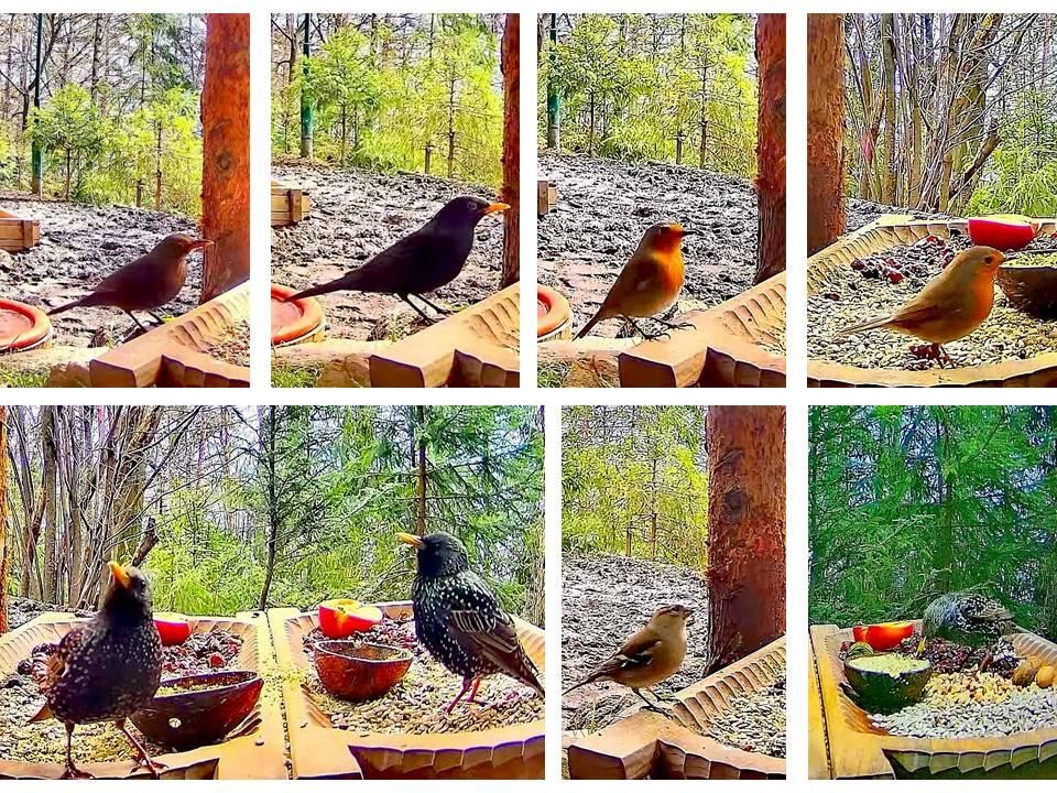 livebirdspoland_4af700f99dc4ba97c706714c90c5b996.jpg