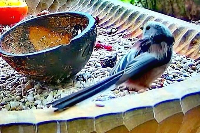 livebirdspoland_d8f62ea51b2421bf4ae2ced7fcbda526.jpg