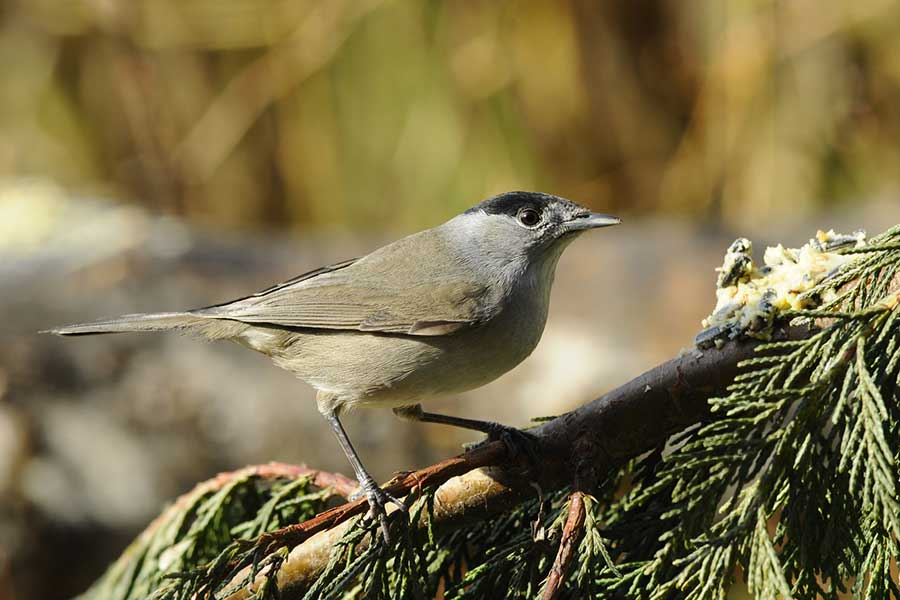 livebirdspoland_4896f6564177825fb012fdf1eee9ad84.png