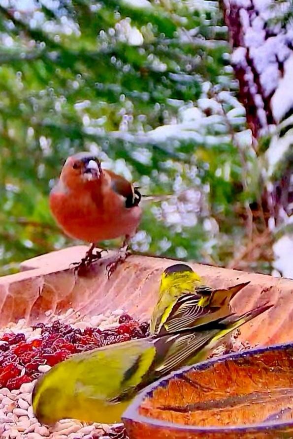 livebirdspoland_d0be937c67aff30fd466cada9d619785.jpg