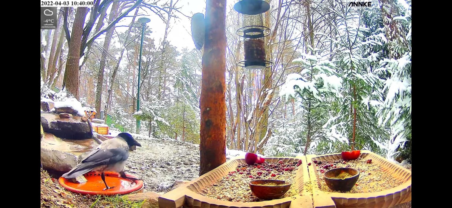 livebirdspoland_1713ac28b4f0373d3ad103e04be2c780.jpg