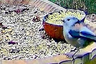 livebirdspoland_8a1c9420b74ae9f4e2b87f6a226e7c43.jpg