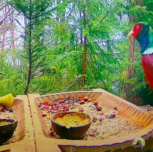 livebirdspoland_4d9b6e16fde4347980b077896003a86b.png