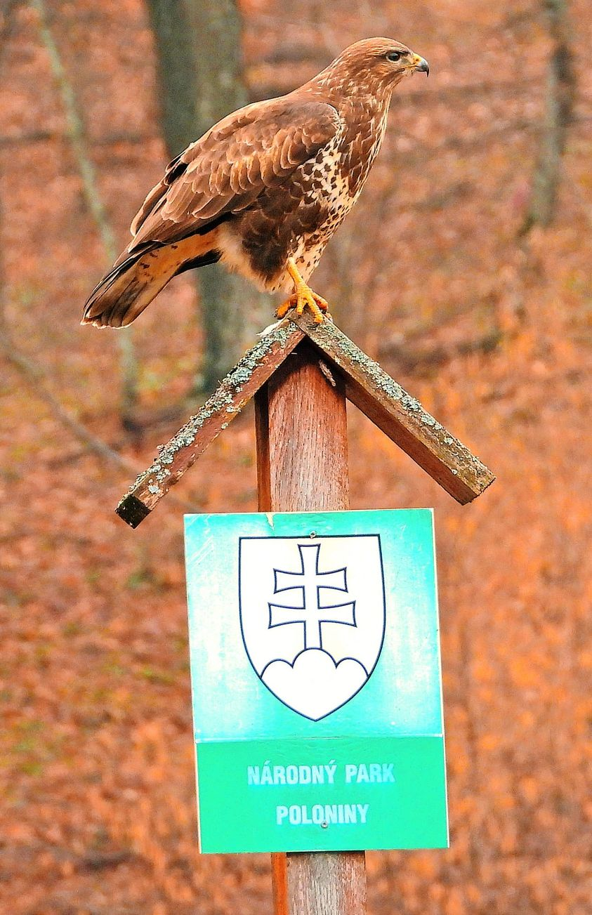livebirdspoland_3a354d83f0c0a7300170a9e103dc4617.png
