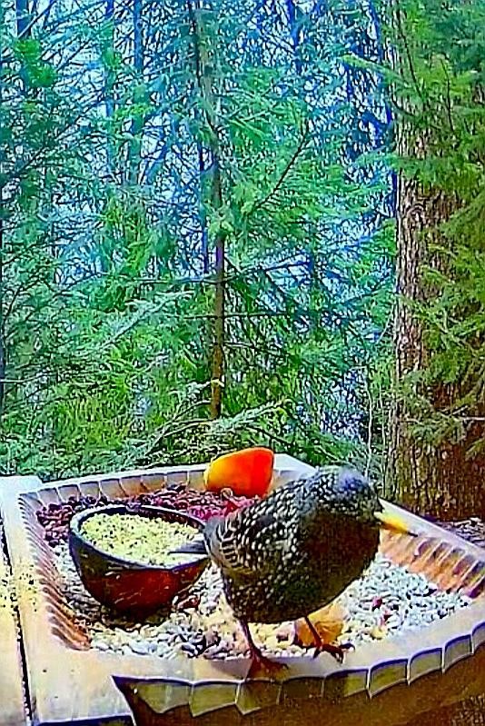 livebirdspoland_d12bb309db6f19e3095d2b938a7992b7.jpg