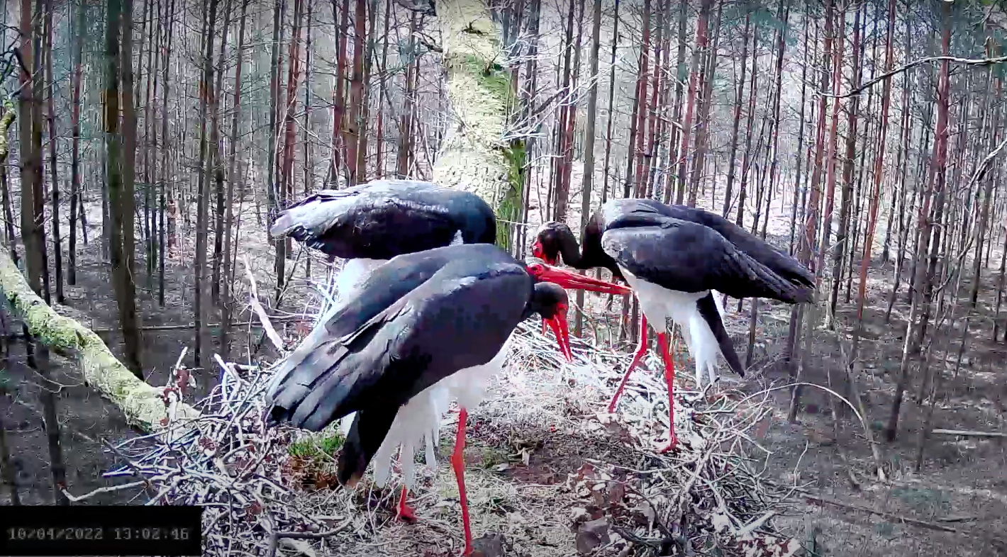 livebirdspoland_a72fa75f665f8f603fd35e088e293a72.png