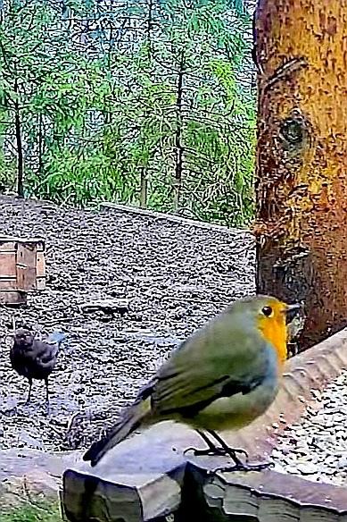livebirdspoland_23d7770e52aa31c410f625c8bcfd3525.jpg