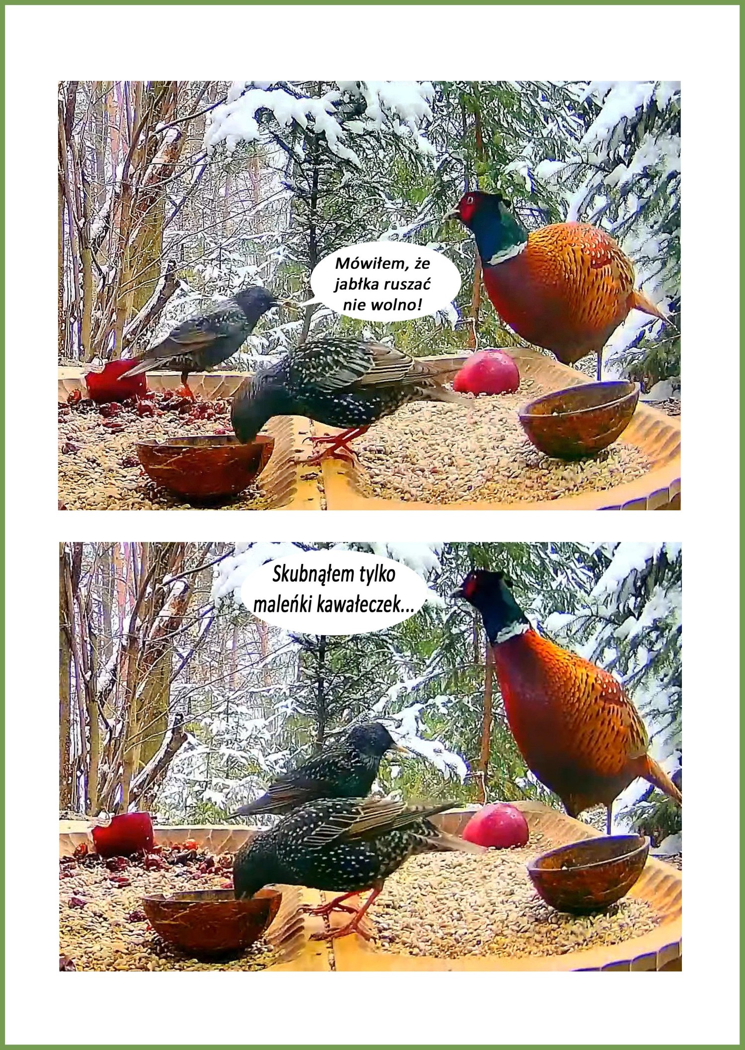 livebirdspoland_54c864a313654b75b4ebbe416b4a7e6c.jpg