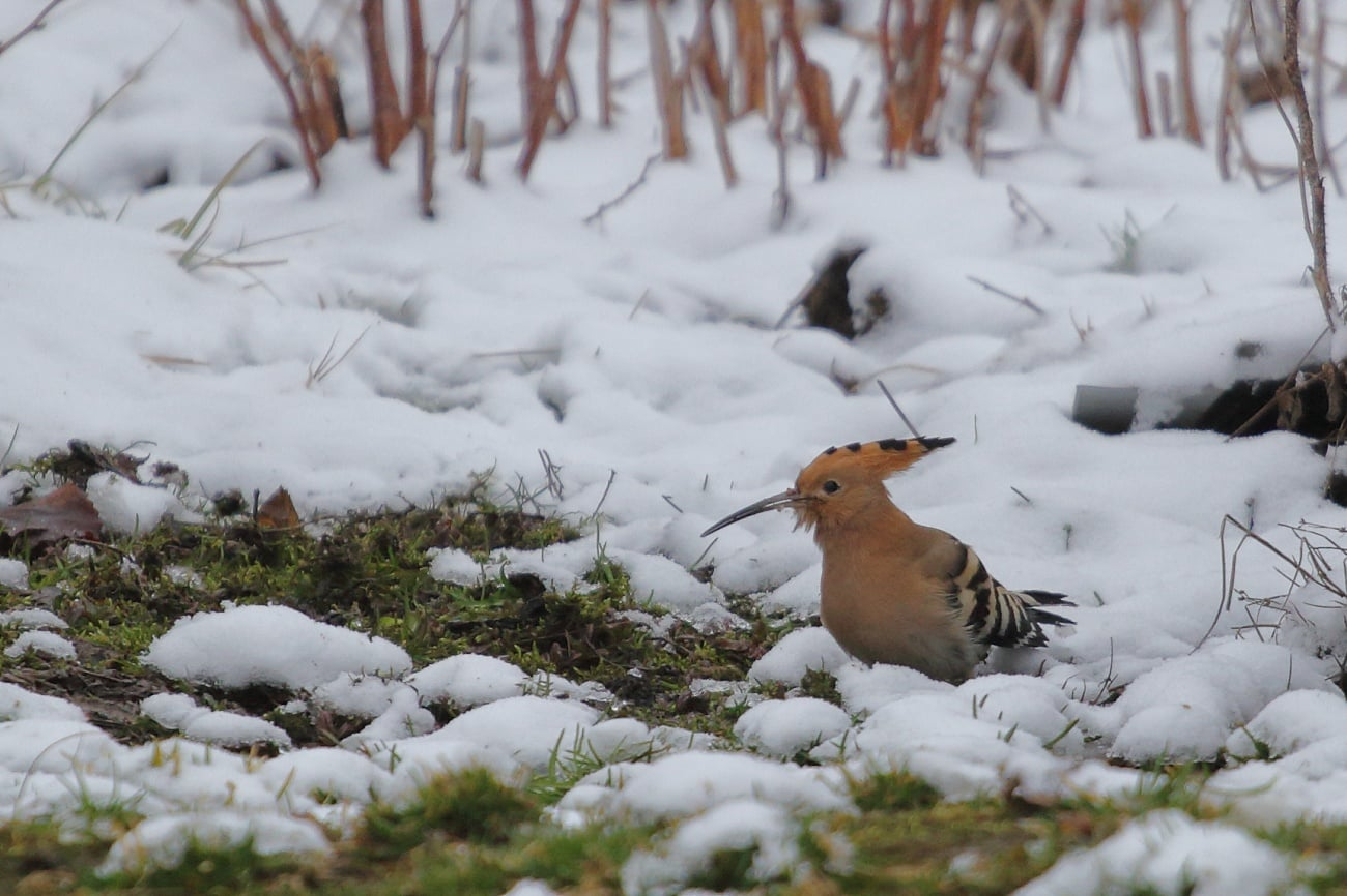 livebirdspoland_209e277e3e526dc833acdff0f497a52f.png