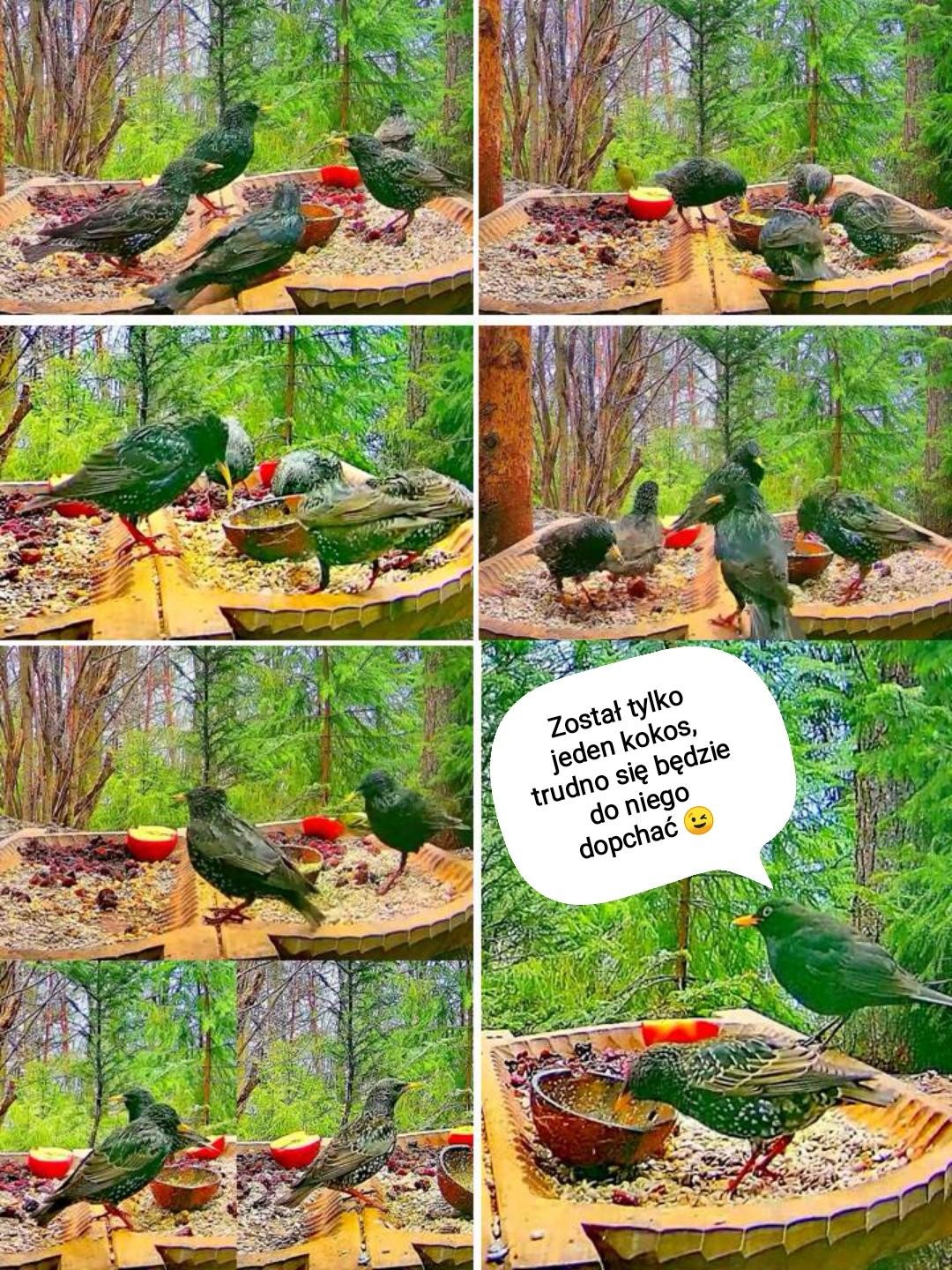 livebirdspoland_fca9b76b22e4854c7fc953837d2ae599.jpg