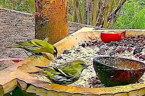 livebirdspoland_d19750b11101215426843253c4c10ba0.jpg