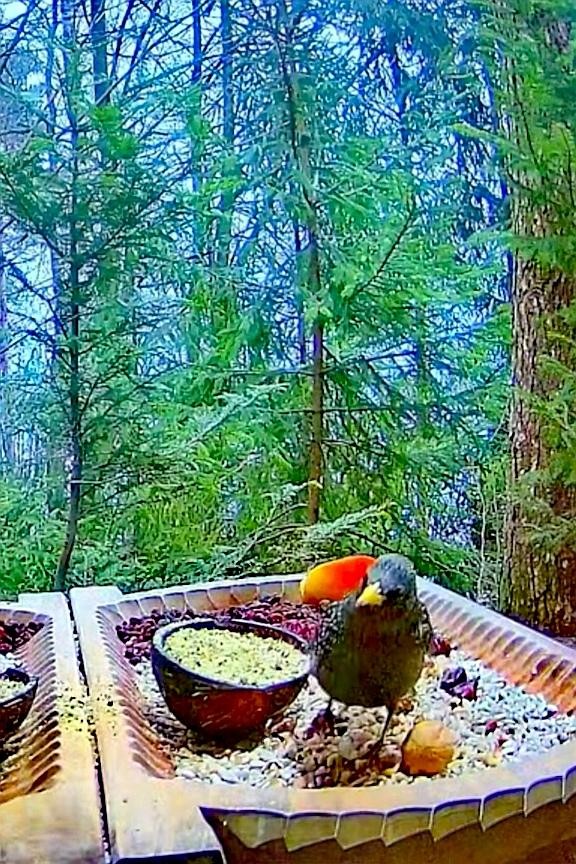 livebirdspoland_50fa63b78be654ecf3a0f403ad42fb86.jpg